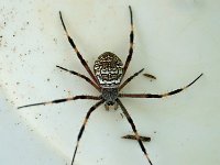 Argiope dietrichae DSC09847 edit